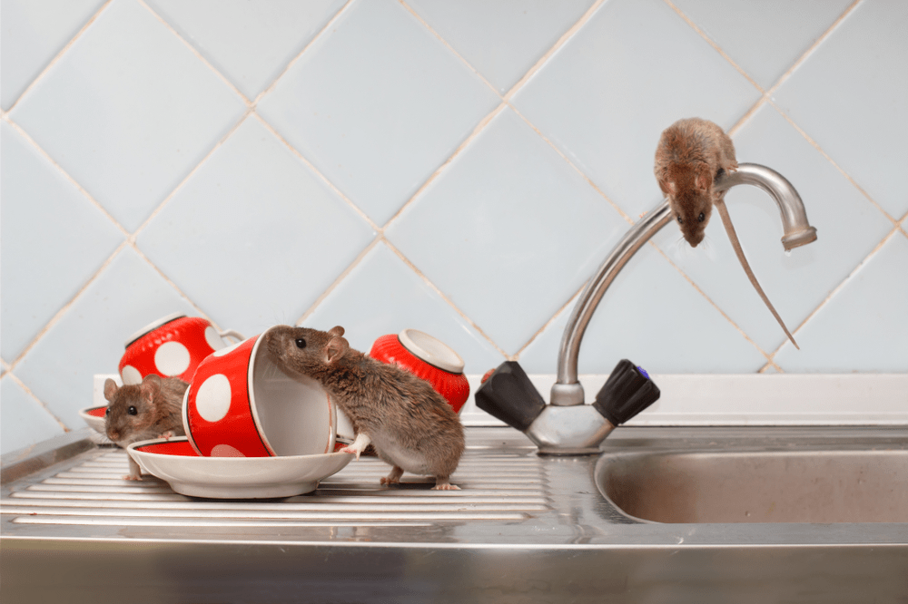 Dedetização de ratos